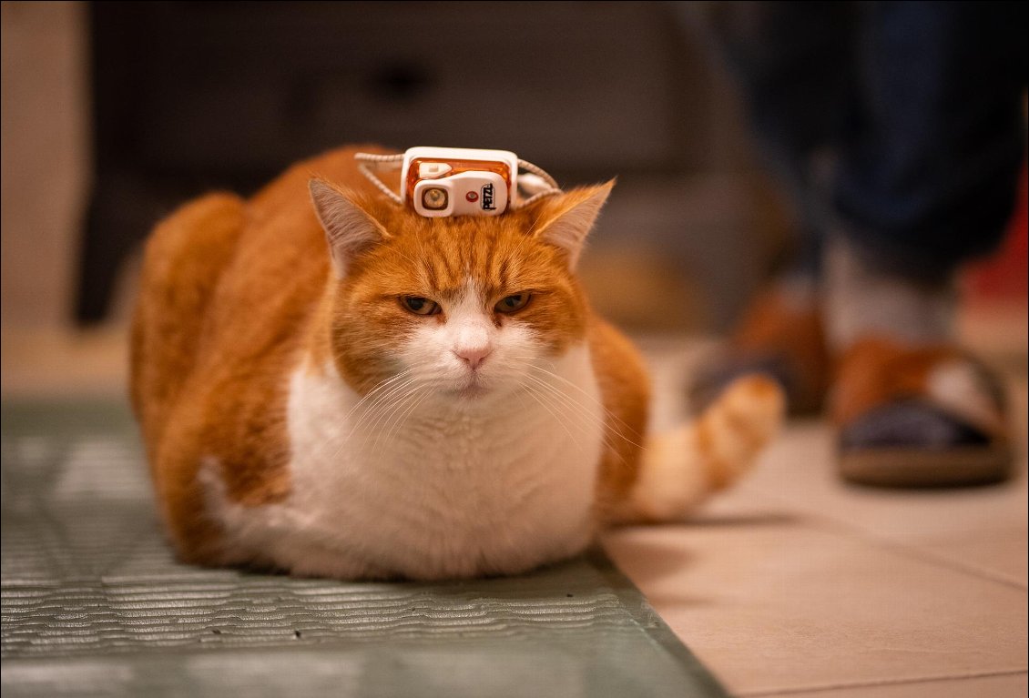 Besoin d'un conseil ? Le chat de la rédaction peut vous aider. Ou s'il vous fait peur, demandez-nous des infos en commentaire, il ne les lit pas, nous oui.
(notez au passage qu'il en profite pour tester un matelas mousse de bivouac)