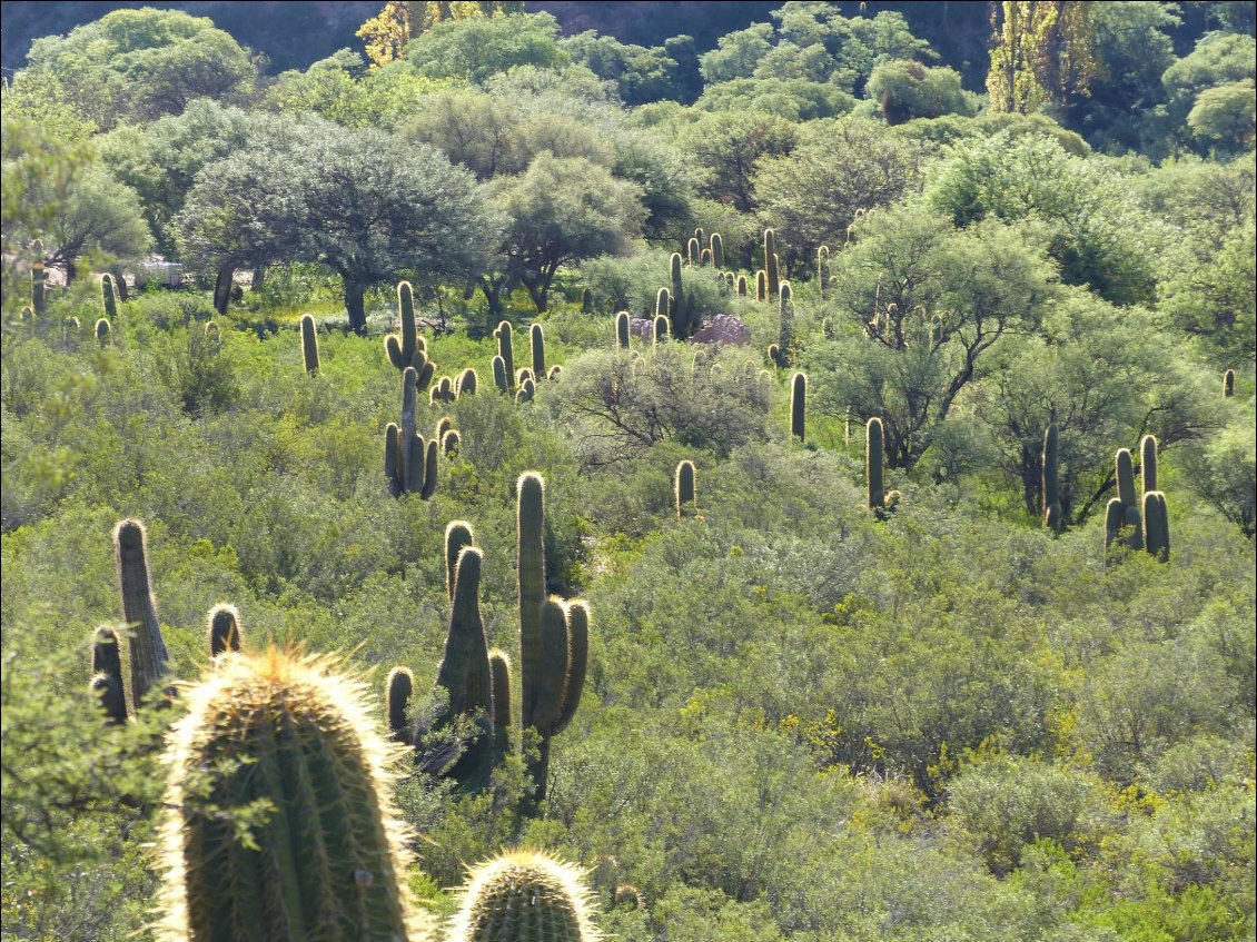 Cactus candélabres
Photo Philippe Sauvage