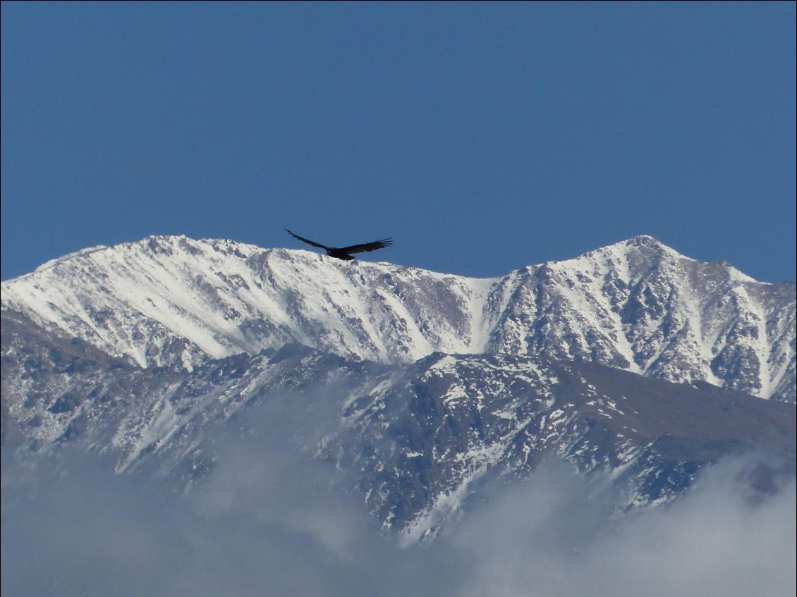 El Condor Pasa
Photo Philippe Sauvage