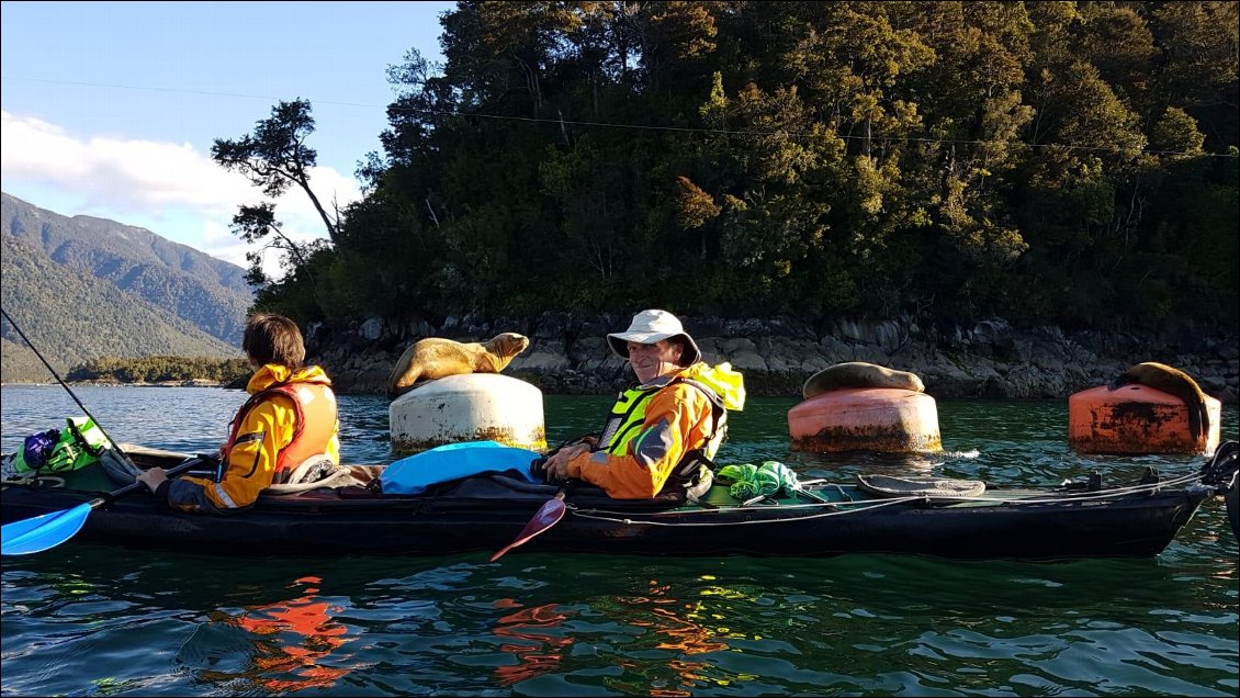 Avec les otaries burger dans le fjord d'Hornopiren
(secteur de Puerto Montt, nord de la Carretera Austral).
Photo Karyn Bargin