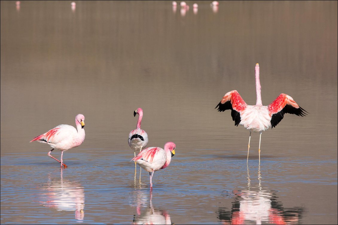 Flamants sur les lagunes du Sud Lipez
Photo Manu d'Adhémar