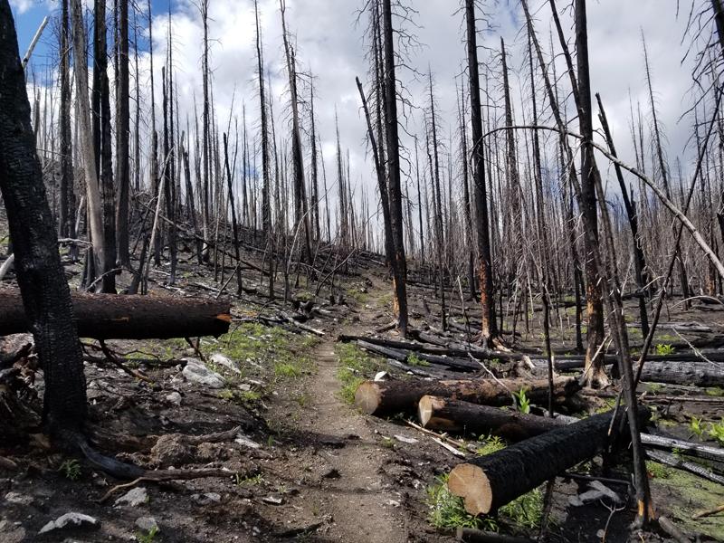 Les forêts incendié sont nombreuses