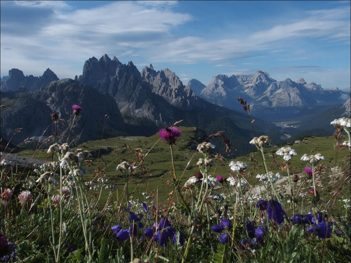 Flore des alpes