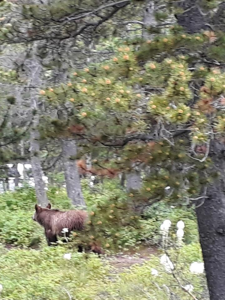 notre premier ours, croisé quelques minutes après notre arrivée à Glacier National Park