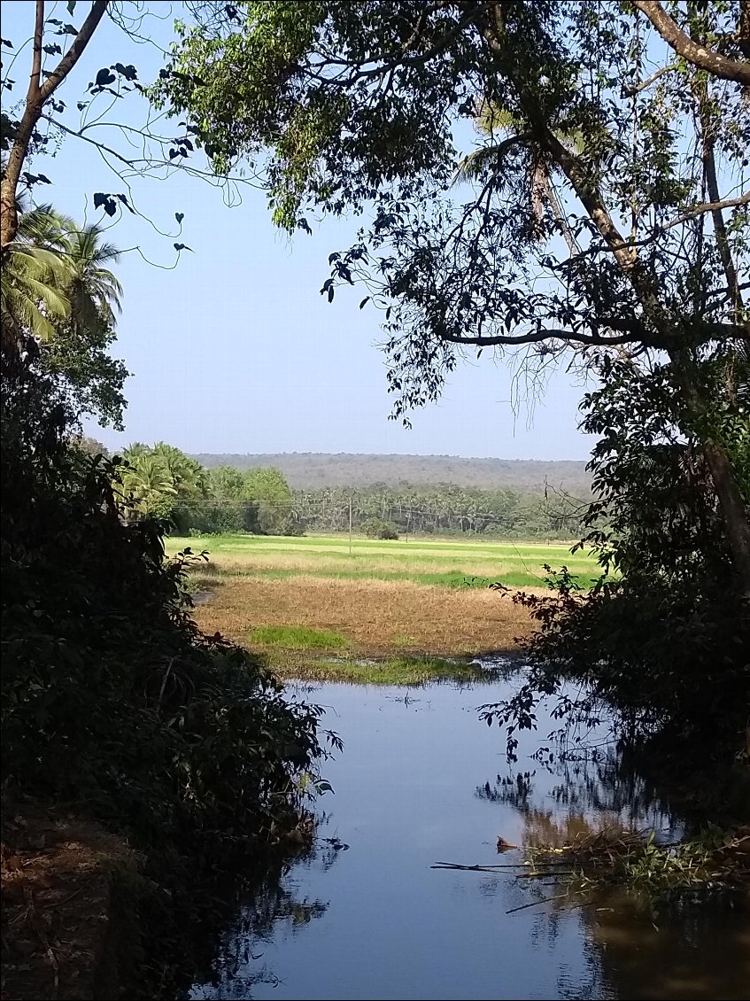 Vendredi 25 janv . La campagne très verdoyante à Arambol