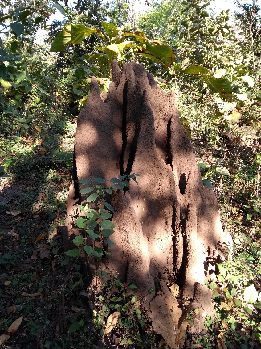 Termitiere