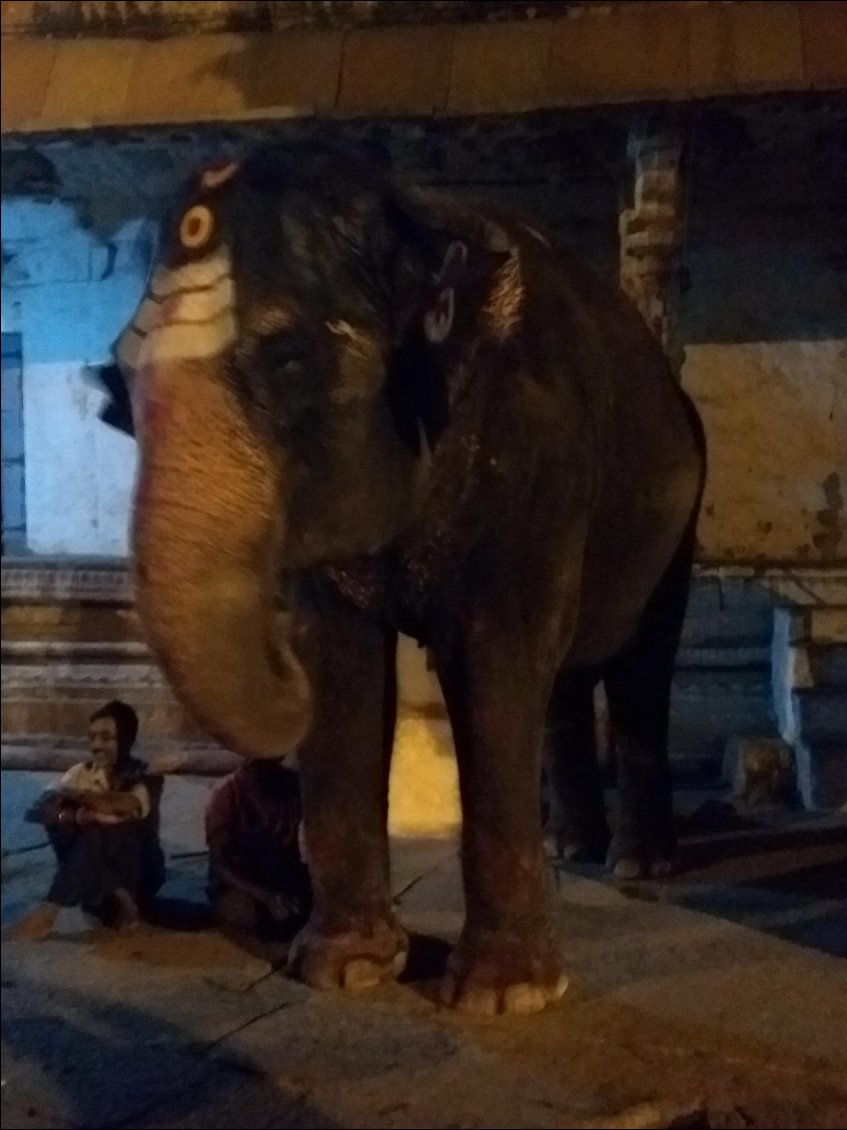L'éléphant du temple de VIRUPAKSHA