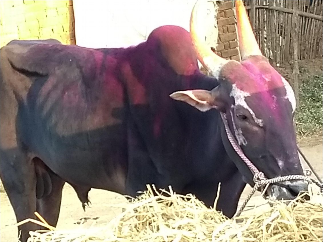 Un buffle du village
