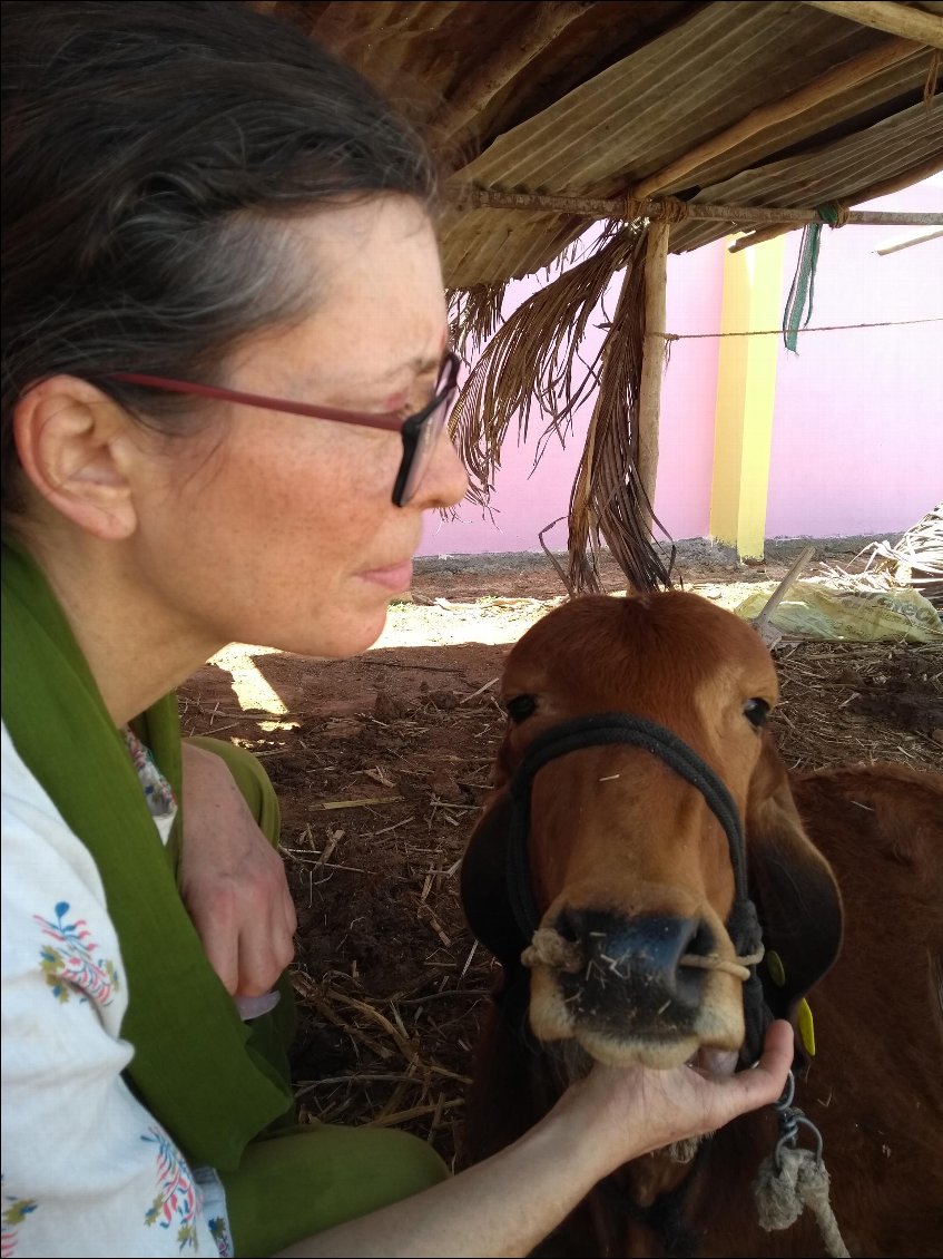 Martine prend soin d'un petit buffle du Ashram.