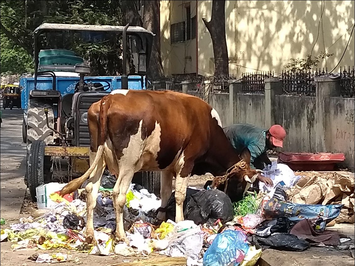 Dans une rue de Bangalore.