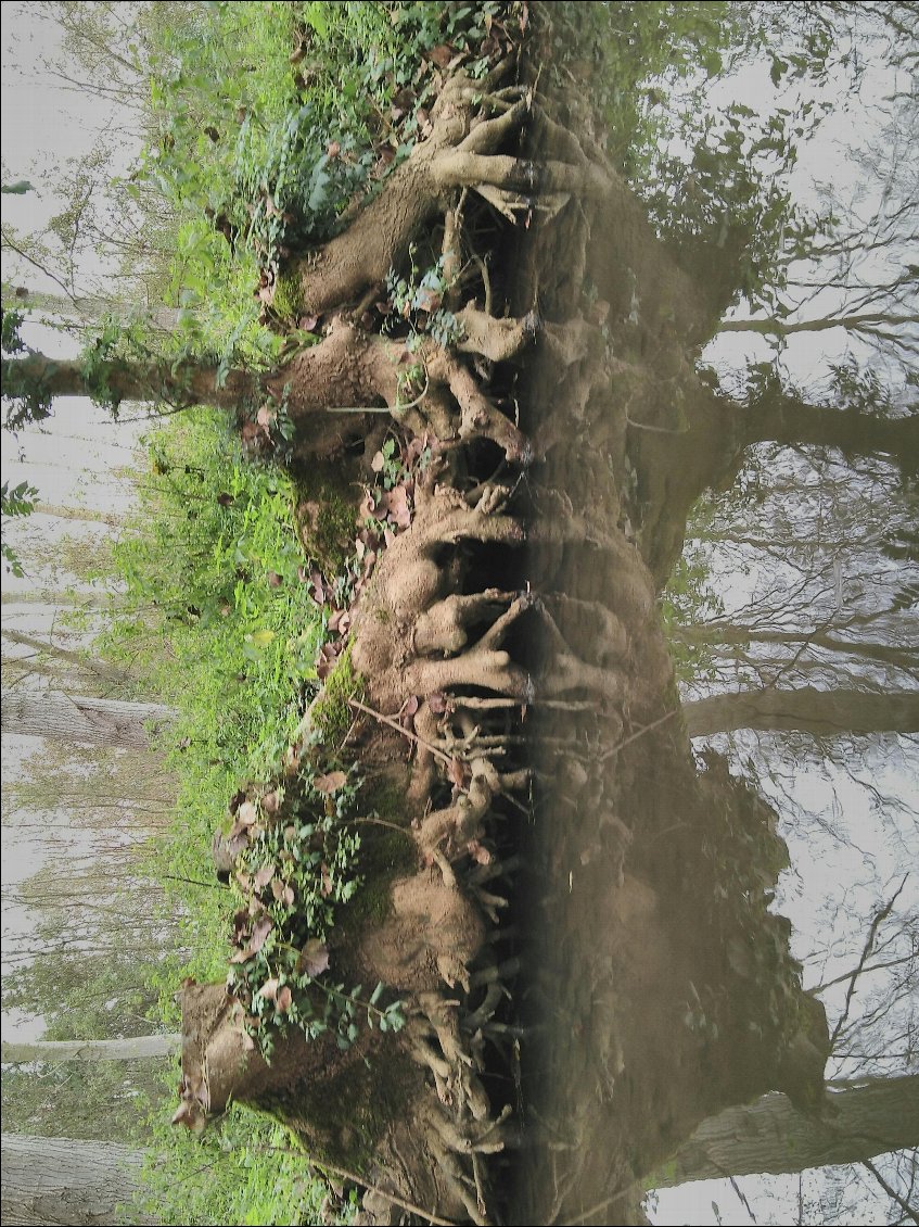 Quels monstres vous voyez?? 

Merci Alice Guilbaud de m'avoir appris à regarder les rivières autrement... 
Ca m'apprend à regarder la vie autrement!!  <3 