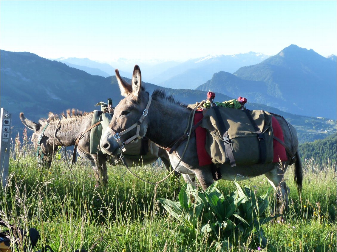 Pépito et Vanille sur les sentiers des Aravis