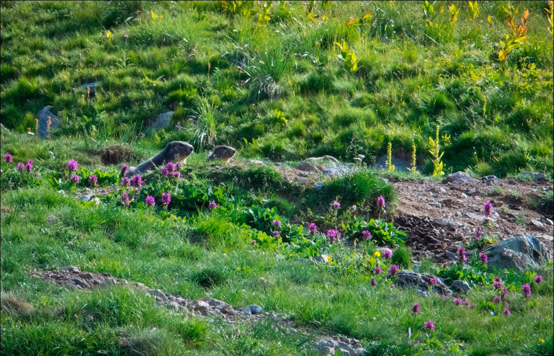 Les marmottes se dorent la pilule au soleil !