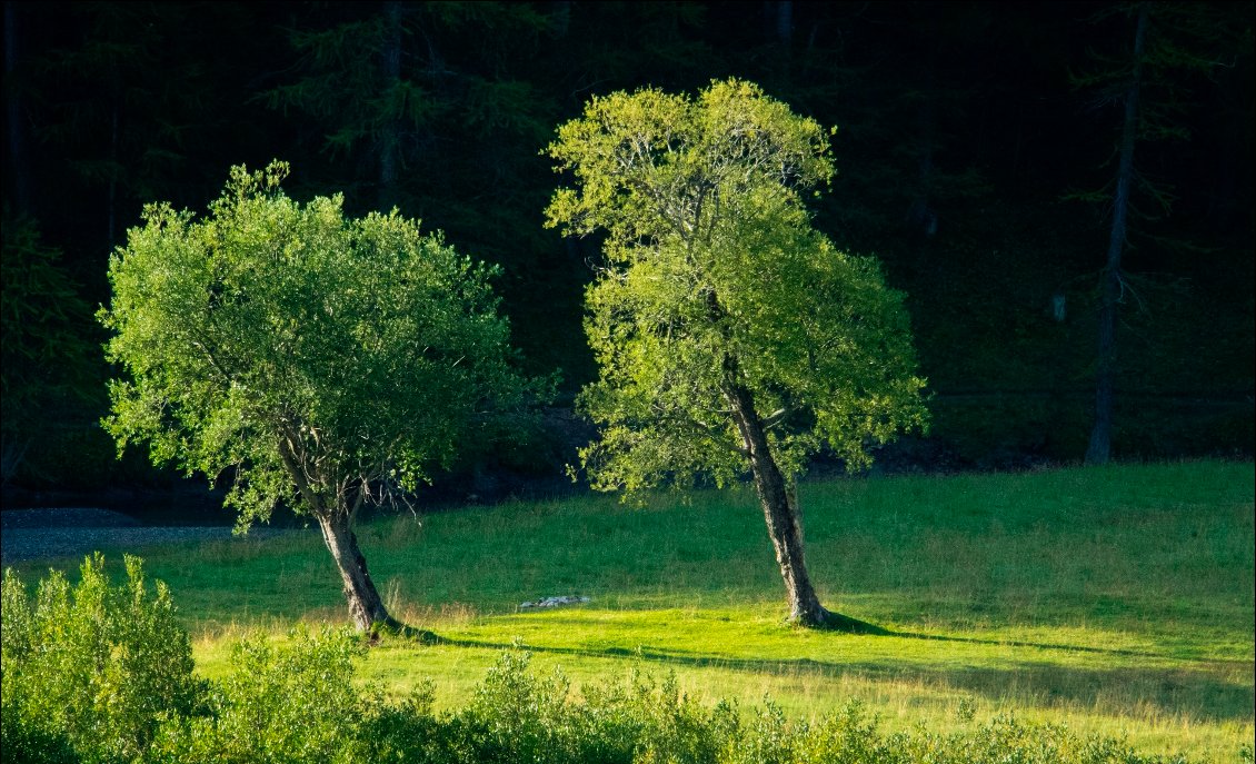 Arbres de Pise ?