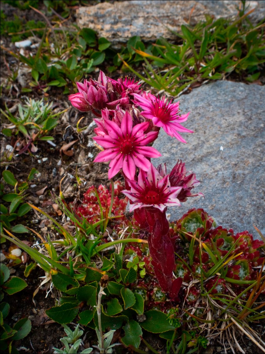 Ma préférée, la Joubarbe des montagnes !