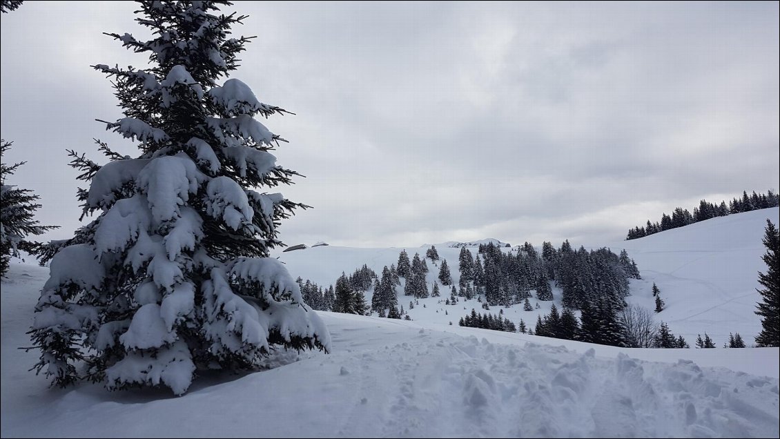 Sous l'Aulp de Seythenex, toujours autant de neige sur les arbres