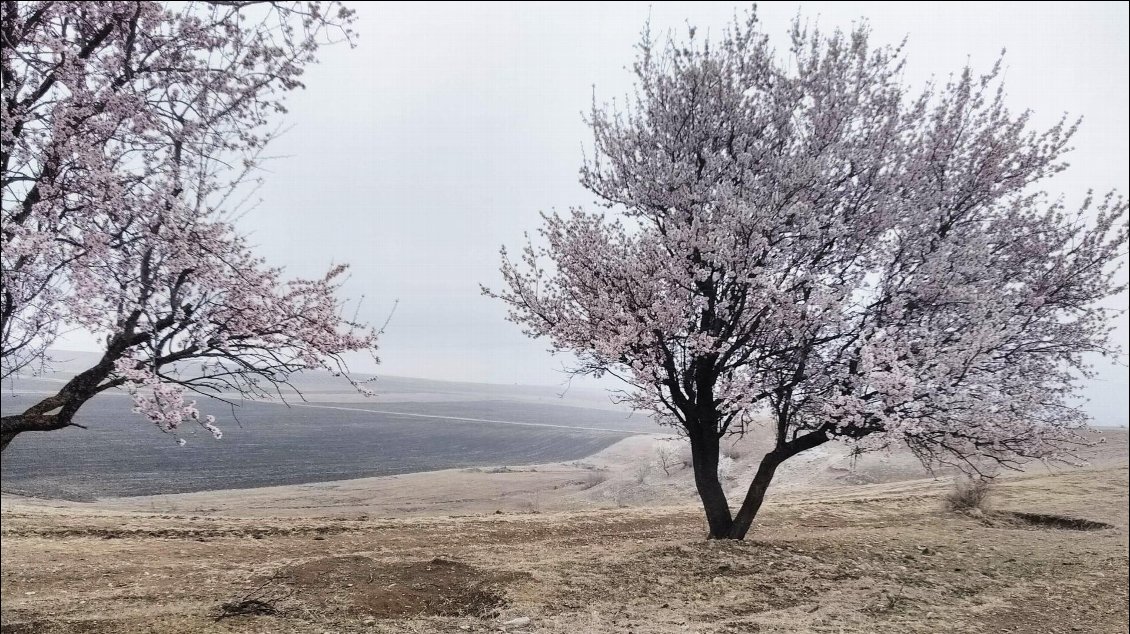 Sur la route d'Udabno