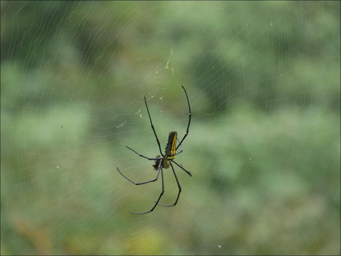 Araignée que nous croisons régulièrement dans la forêt