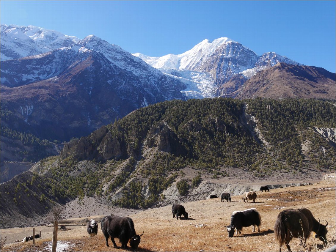 Tour des Annapurna