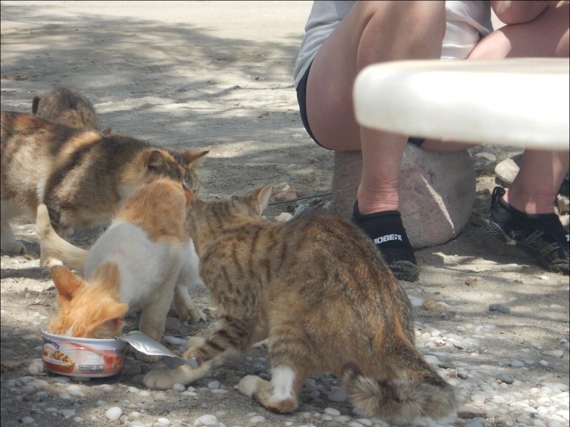 Au retour, nous pique-niquons sur la plage aux chats, bien heureux de profiter du festin