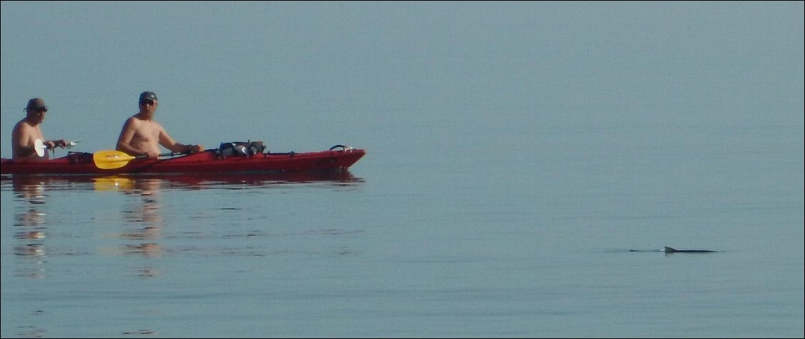 Nous débarquons et remontons un peu les bateaux avant d'aller observer à quelques centaines de mètres de là un poisson, qui semblerait être un dauphin dans un premier temps, puis plutôt un requin... Joël pencherait pour une tortue... Patrick et Dom se rendent sur place avec un kayak et déclarent que çà pourrait être un barracuda, ou autre chose au nez pointu et à l'aileron acéré. En tous cas, cela fait bien causer les quelques badeaux qui observent la scène depuis la plage.