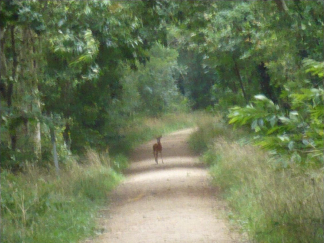 rencontre furtive sur la voie verte