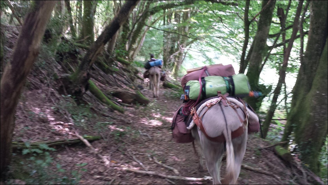 Les sabots devenus lisses ,glissent sur les chemins secs !