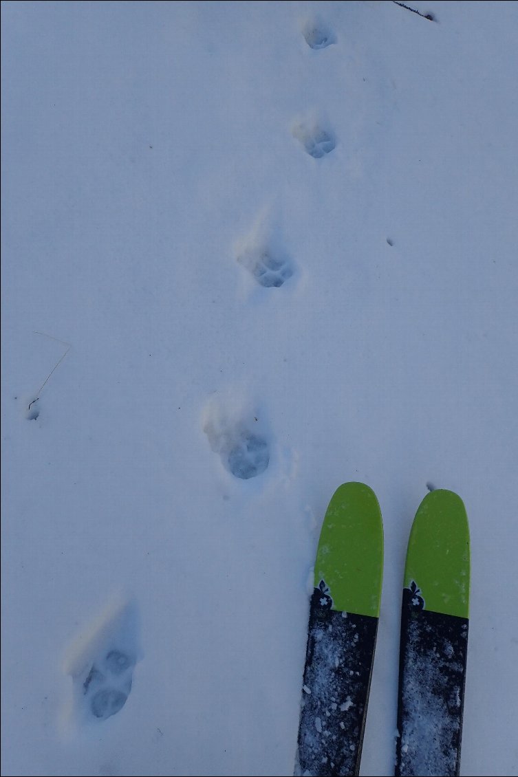 Traces de loup au-dessus de Dormillouse.