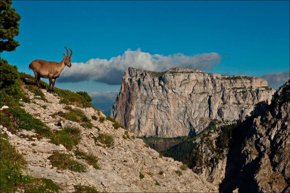 Lors d'un week-end MUL dans le Vercors (et en mobilité douce avec le fameux train Gap-Grenoble). J'étais parti sur une traversée de deux jours Clelles - Corrençon avec pour objectif de faire de belles photos des levers et couchers de soleil. Alors que je cherchais un bon angle sur le mont Aiguille pour les lumières du couchant, ce petit bouquetin curieux s'est invité dans le cadre ! Une belle photo improvisée mais qui traduit bien les paysages uniques du secteur du Grand-Veymont.
Montagne calcaire tabulaire ornée d'une verdoyante prairie sommitale à la vue imprenable, le mont Aiguille offre, selon l'angle, une silhouette effilée des plus élégantes qui n'a rien à envier à nombre de ces montagnes du monde connues pour leur profil particulier.
Photo : Geoffroy Stephan