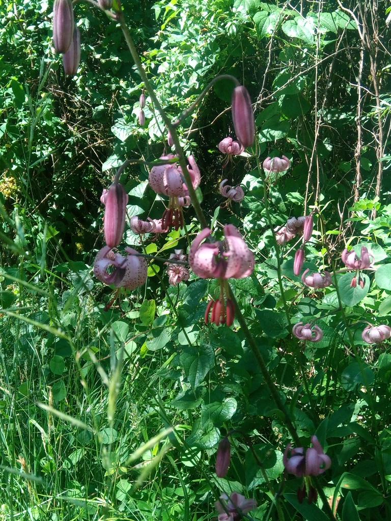 Lys Martagon sur le bord du sentier