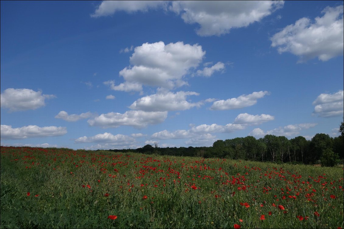 Les champs de coquelicots à perte de vue