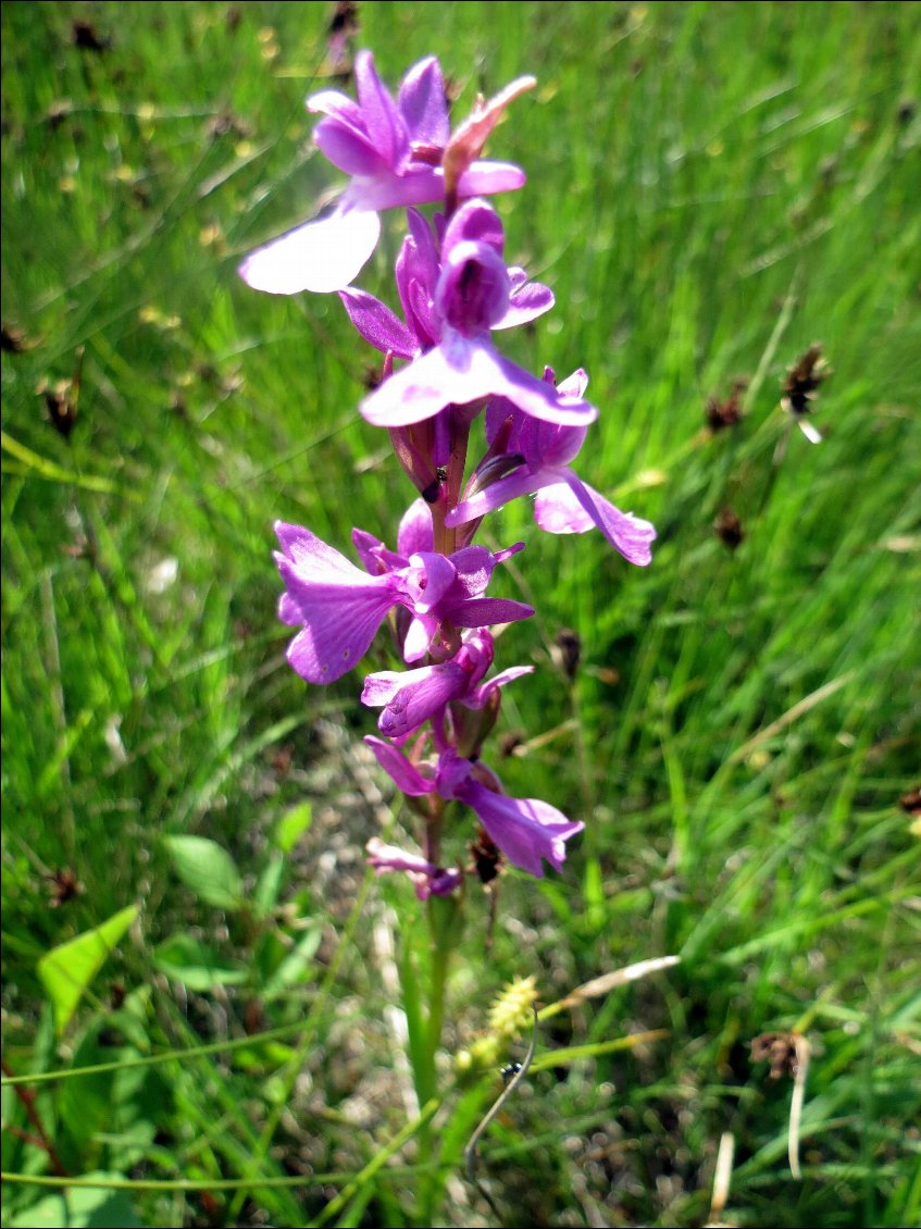 orchis des marais