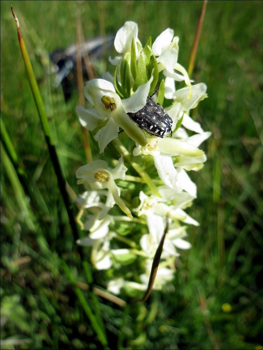 orchis des marais vous êtes belle on vous croquerait