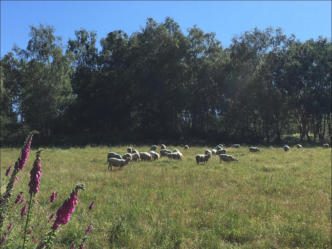 Déconfinement en Charente Limousine : le paradis du mouton !