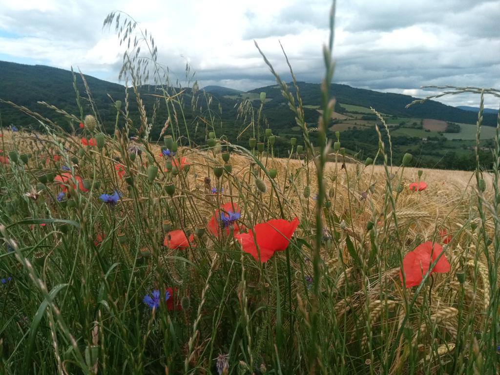 Herbes folles sur le bord des chemins