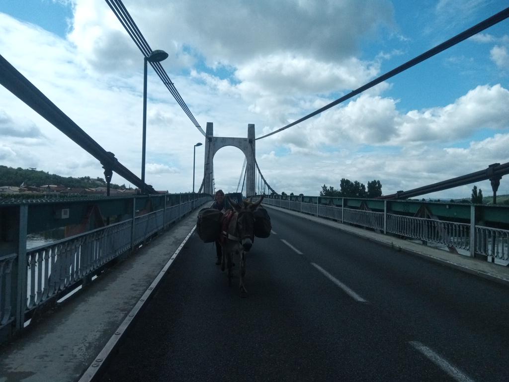 Traversée du pont au-dessus du Rhône à Condrieu. Les ânes n'ont peur de rien