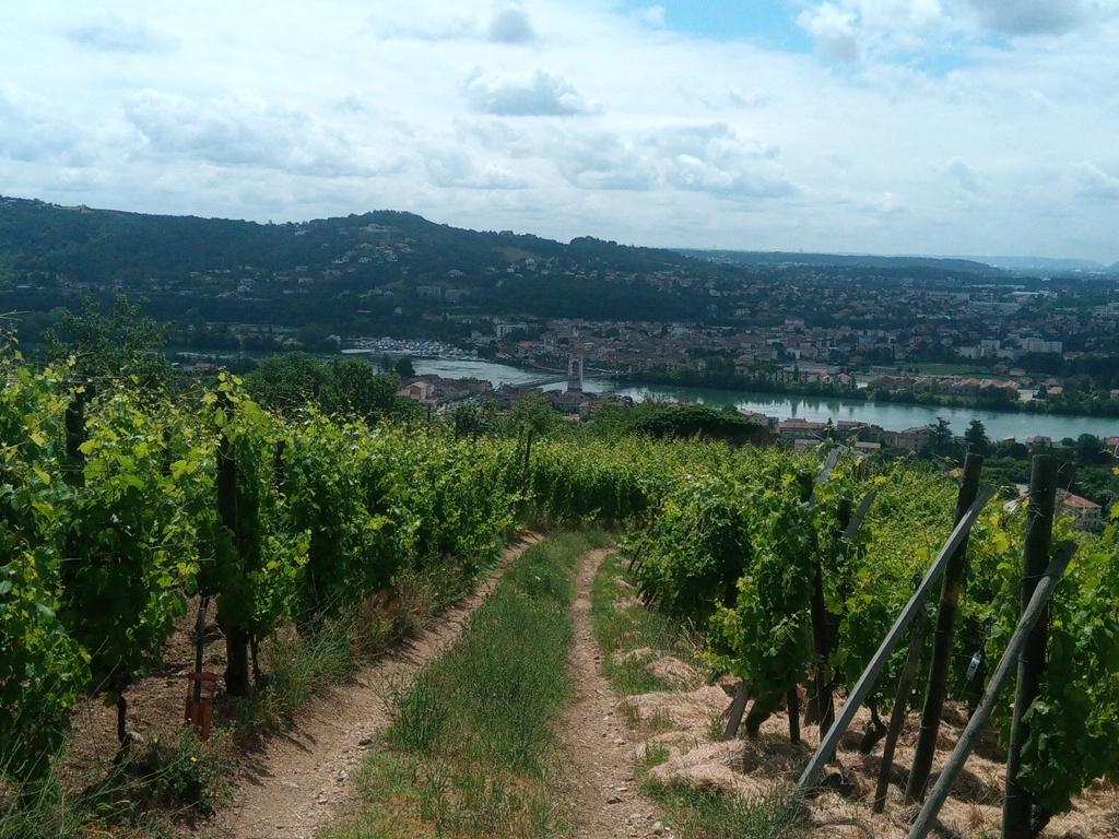 Dernier regard sur le Rhône à travers les rangs de vignes