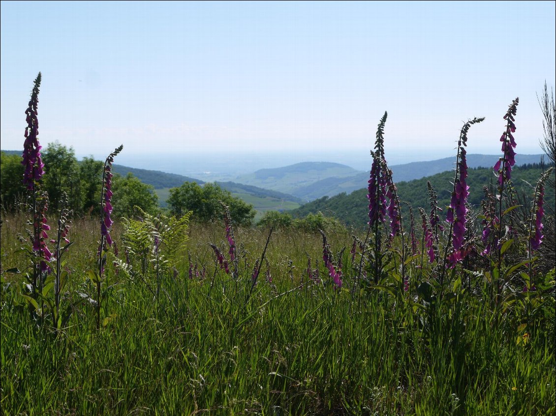 Couverture de Un petit tour à la campagne (2): le Beaujolais et la Dombes