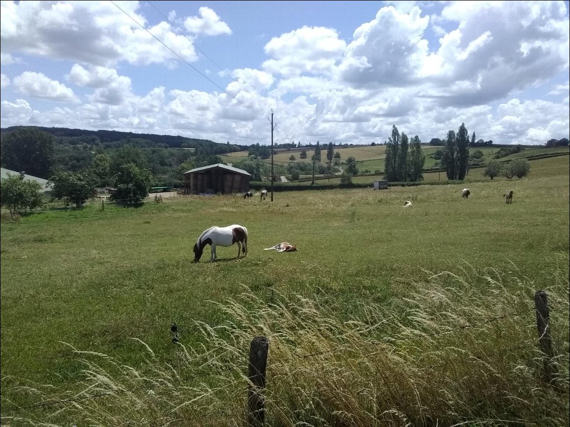 Quand y en a poulain, y en a pour l'autre !