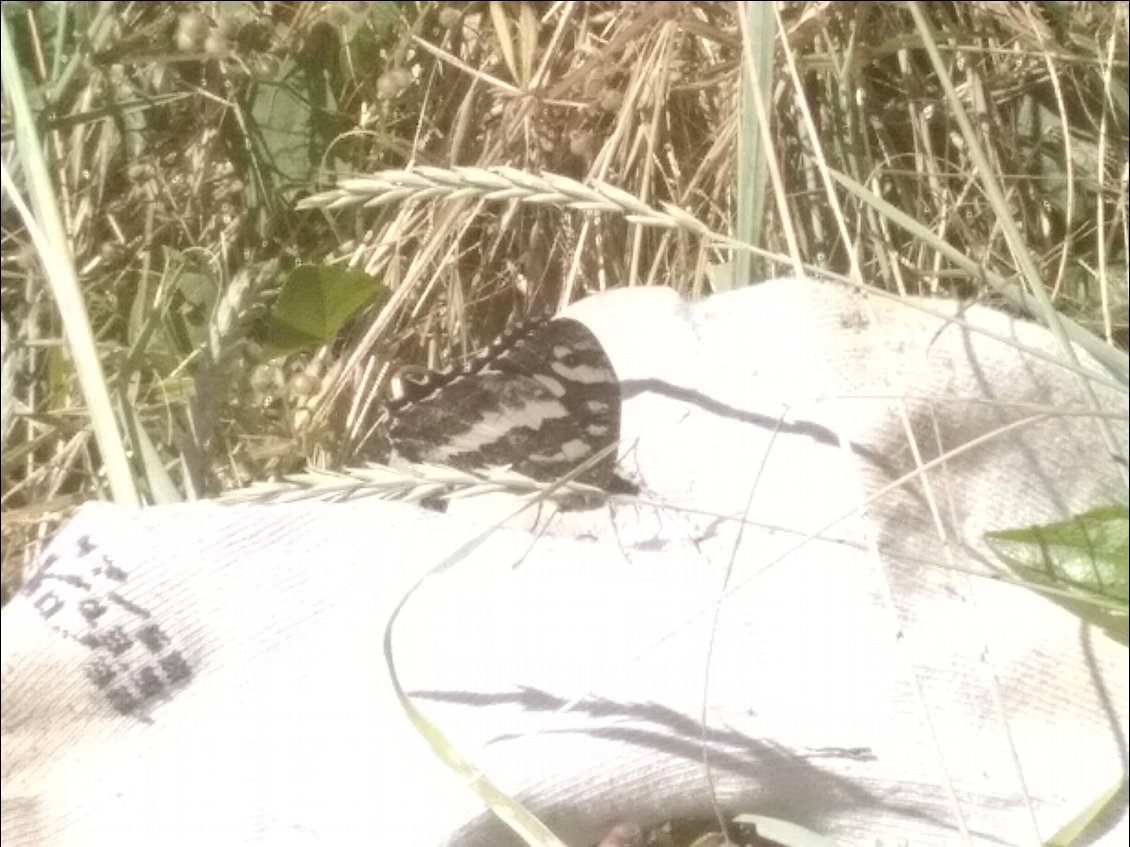 Les chaussettes sèchent pendant la sieste et ça profite aux papillons.