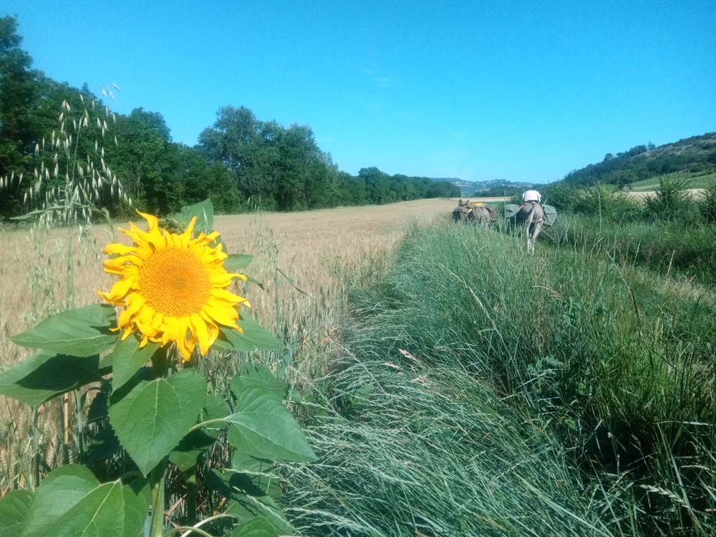 J'veux du soleil !