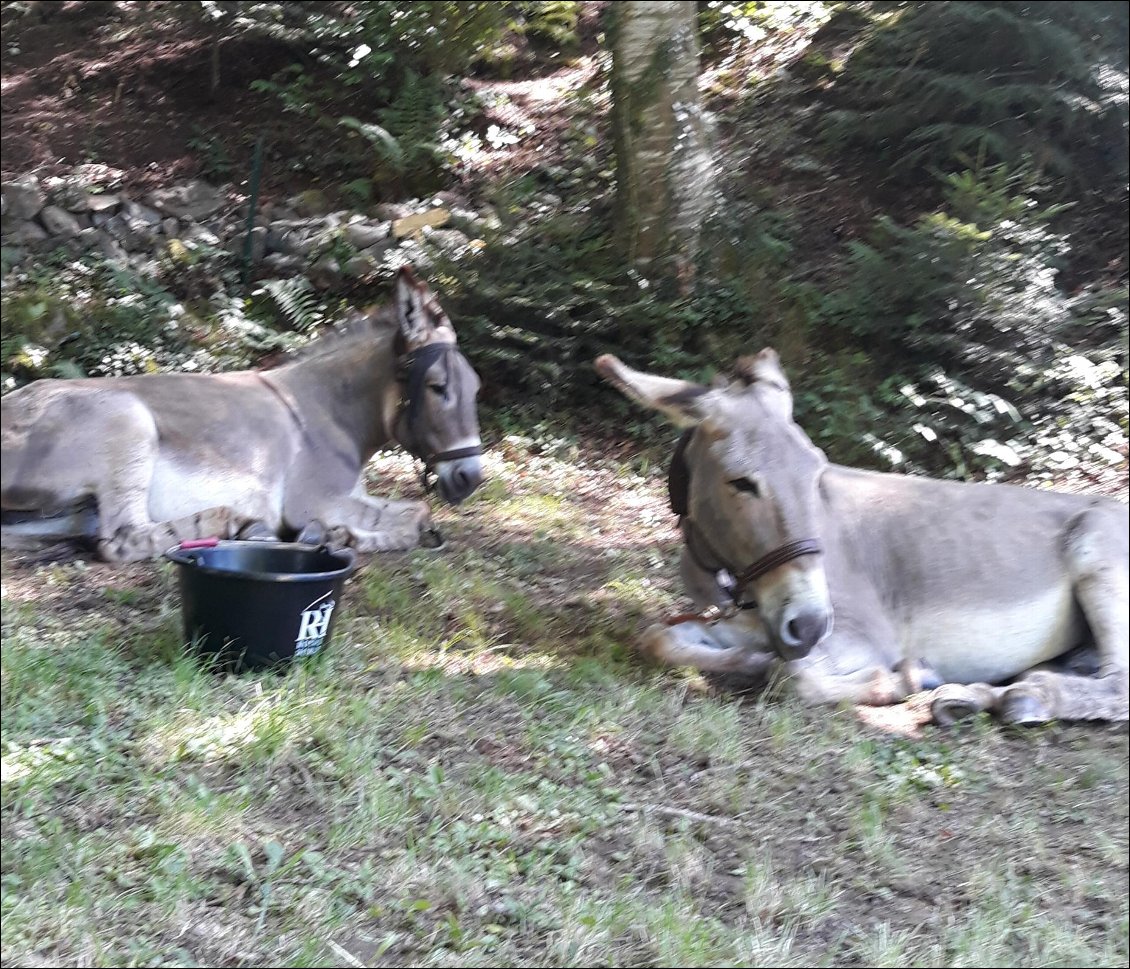 Les doudous au camping.