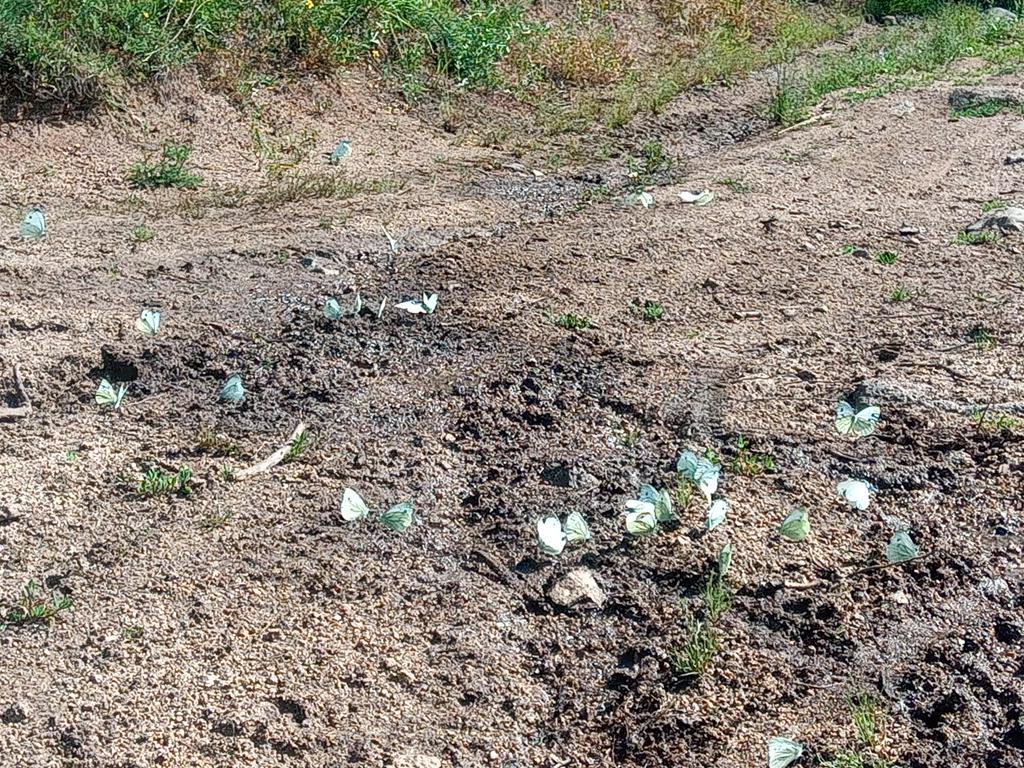 Même les papillons cherchent l'eau par cette grande chaleur.