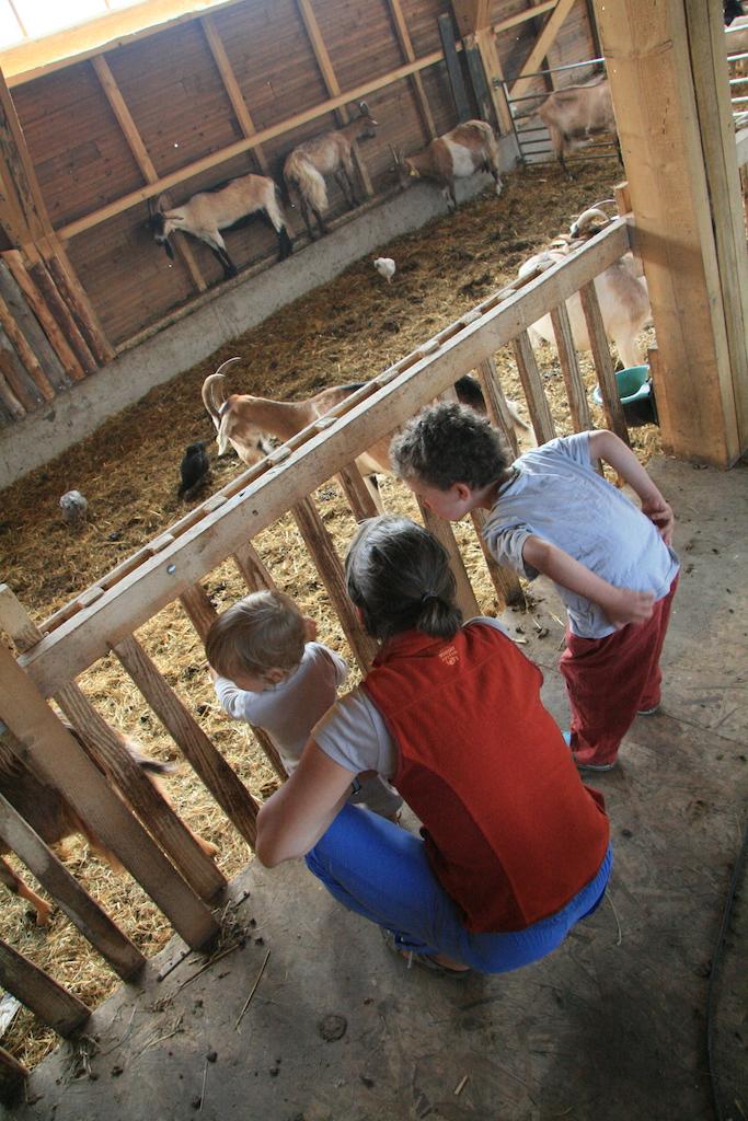 Jour 9 à la ferme de Teddy à Jassy