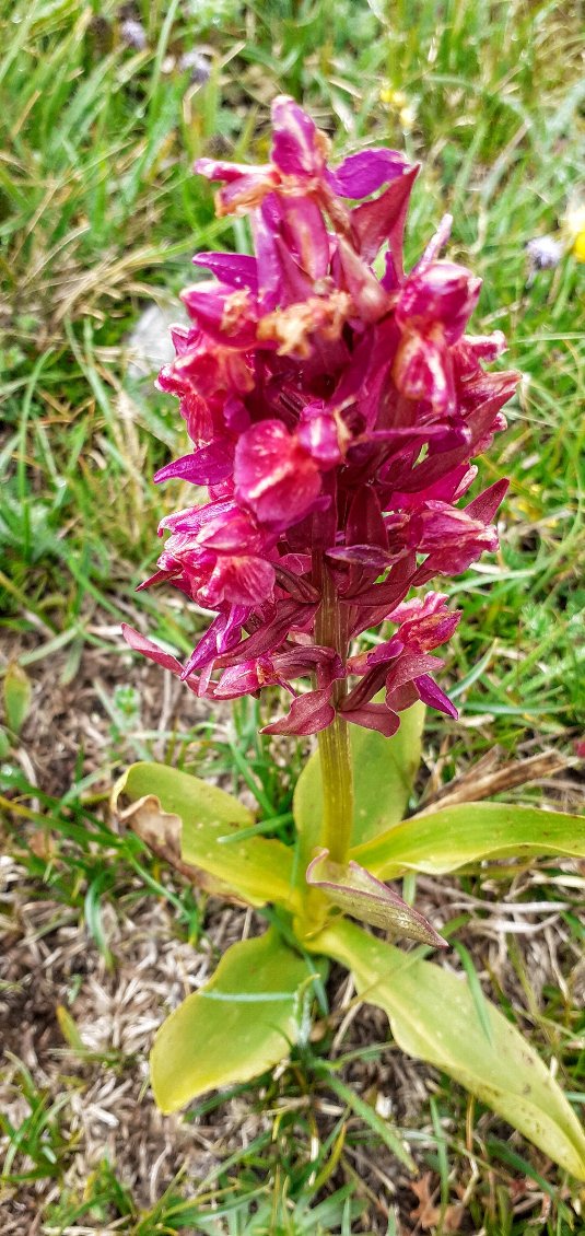 Orchis pourpre