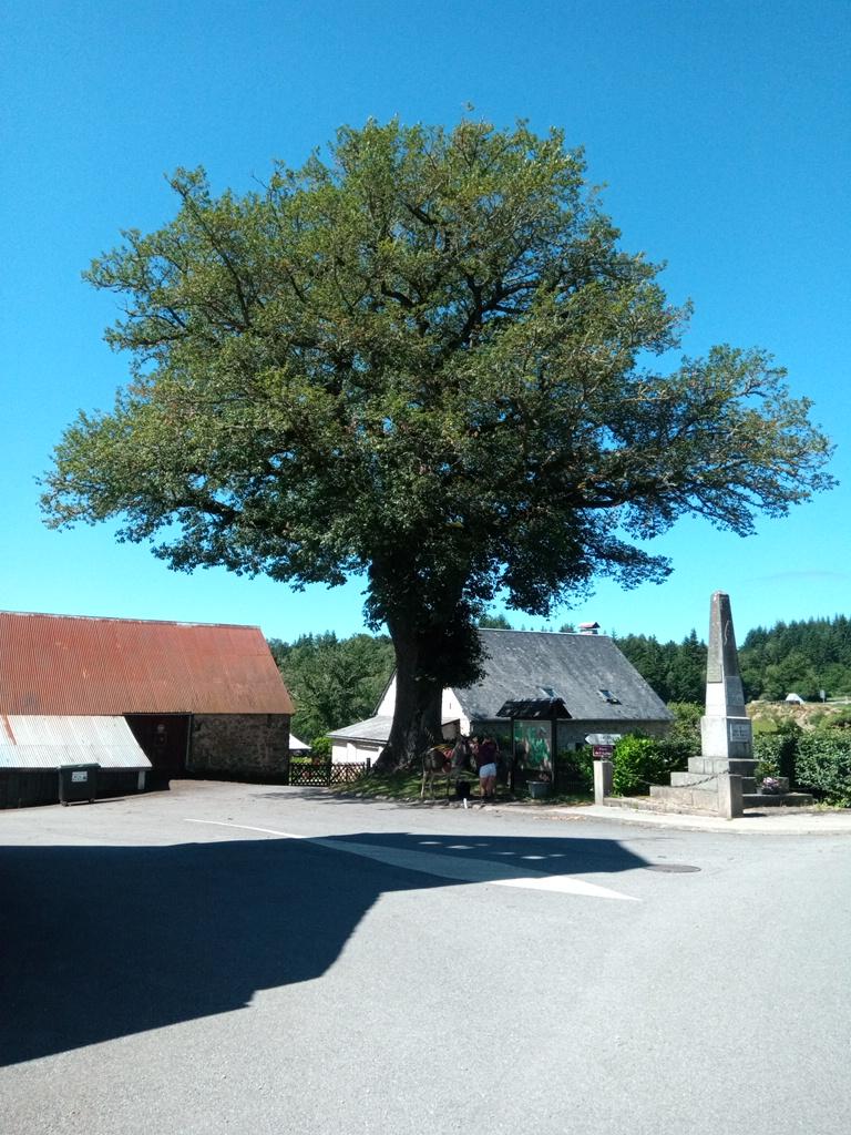 Le chêne "de Sully" à Saint Rémy