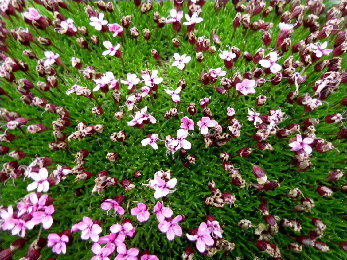 toutes des fleurs...nous enivrent...sens emerveillés. 