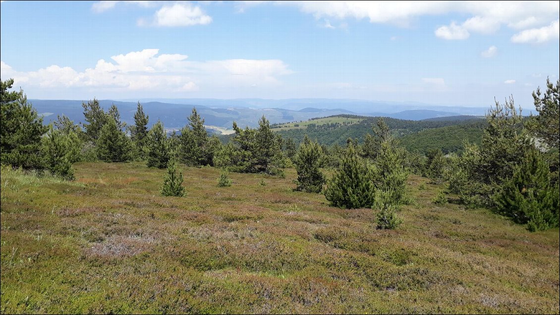 Végétation sur le sommet de Finiels