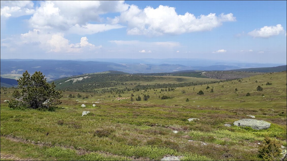 Mont Lozère - Vu panoramique à 1700m