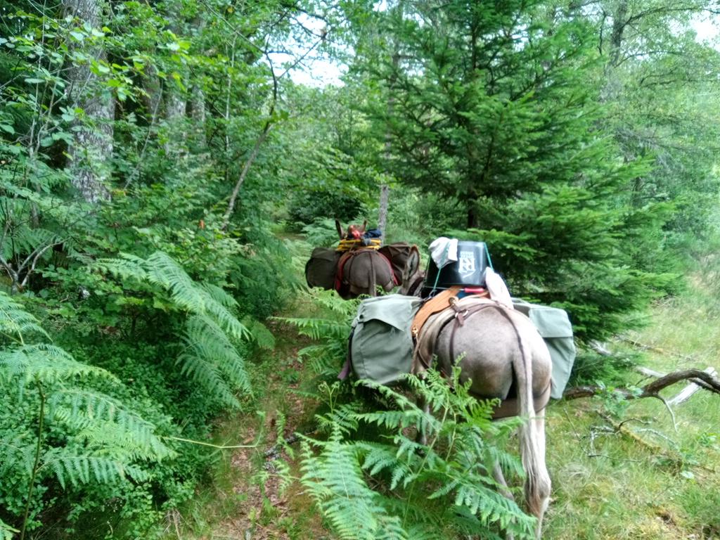 La jungle. Une forêt de fougères géantes